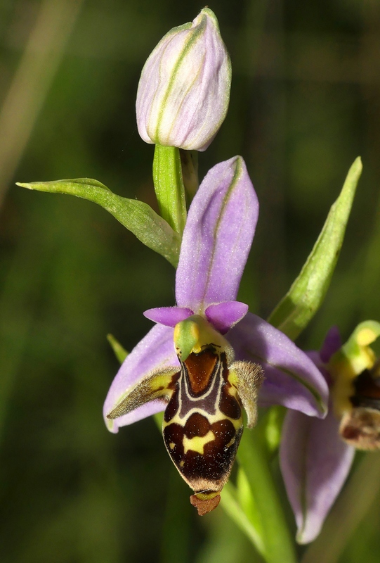 Ophrys tardive e altre orchidee in Epiro - Grecia settentrionale  22_30 maggio 2024.